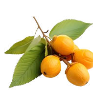 xitox-ingredient-loquat-